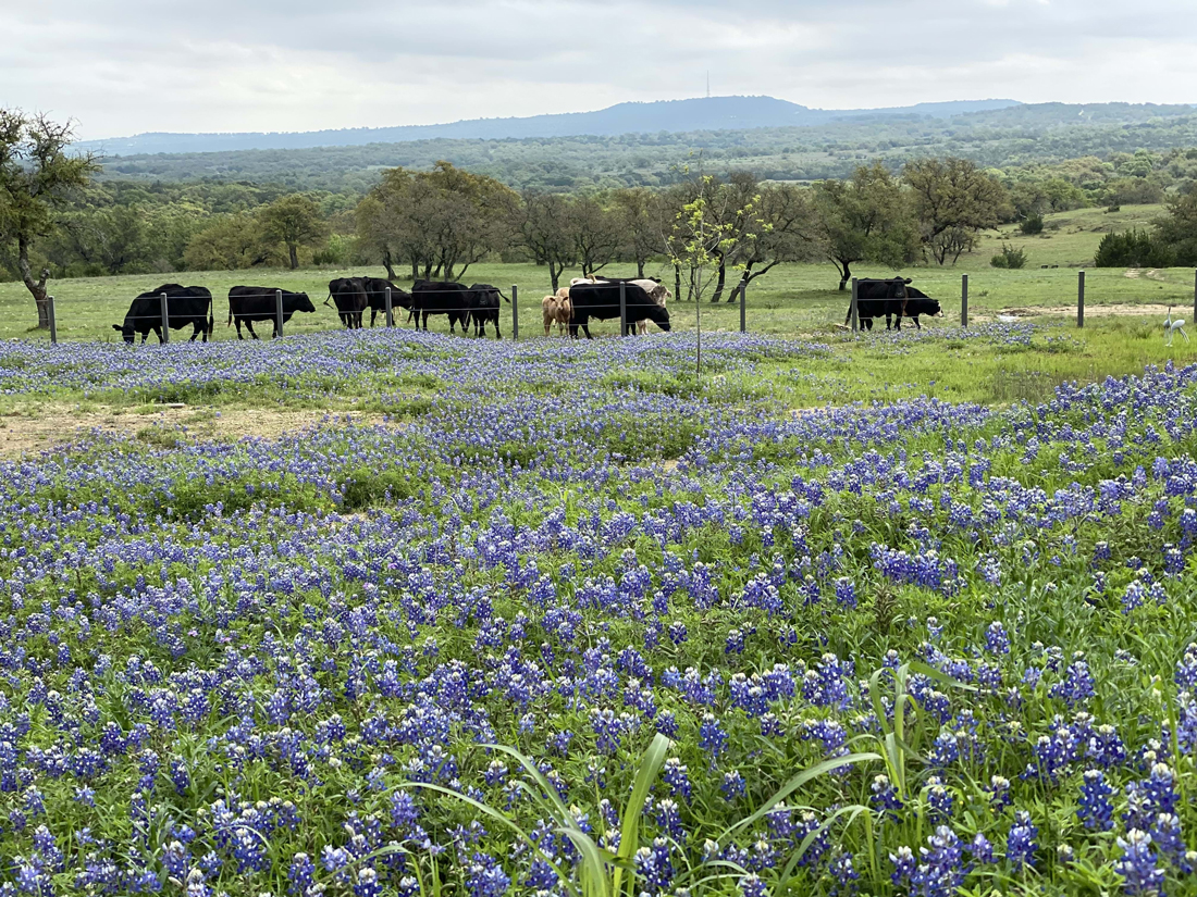 Stone Ridge Mountain BCattle grazing and bluebonnets